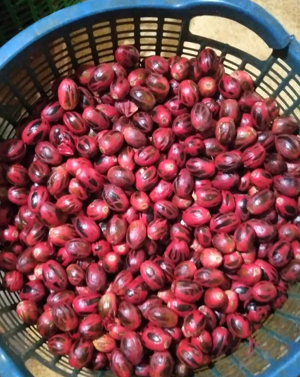 Bio Masis – Muskatblüte